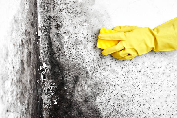 Best Certified Mold Removal  in New Fairview, TX