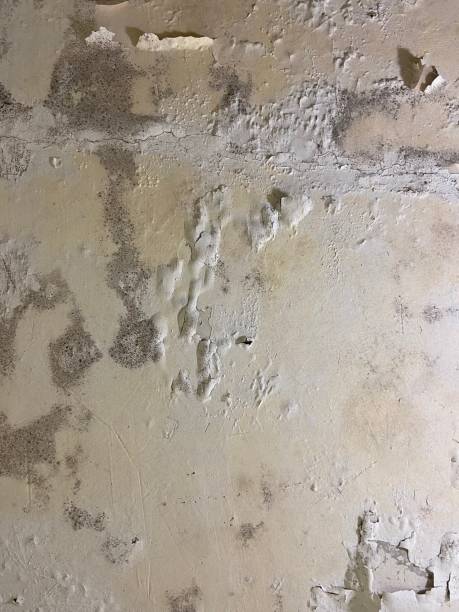 Reliable New Fairview, TX Mold Removal Solutions