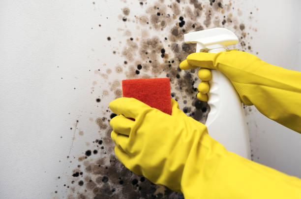 Crawl Space Mold Removal in New Fairview, TX